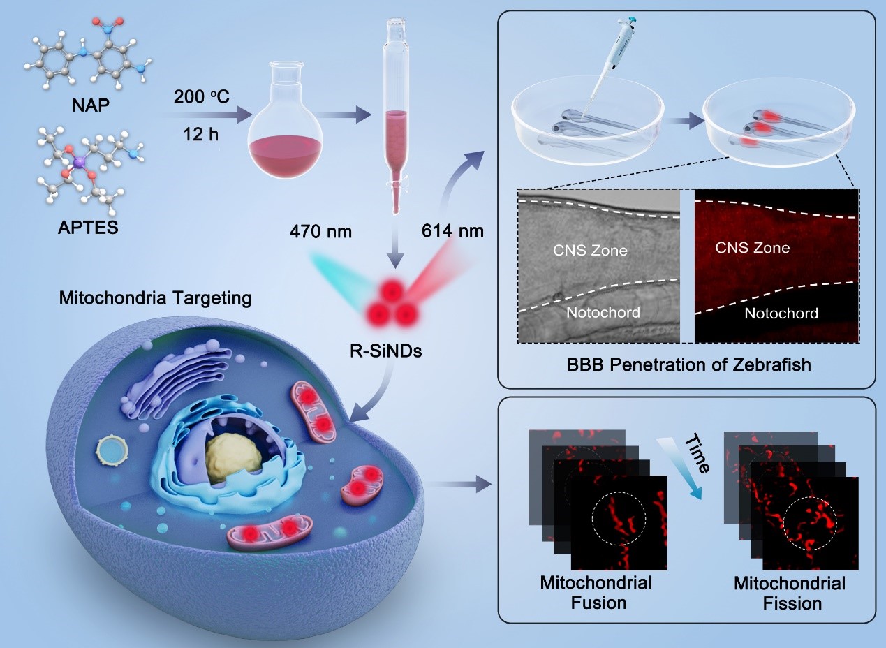 Schematic illustration for the synthesis of the R-SiNDs, and the application for long-time mitochondrial dynamics imaging and zebrafish neurological imaging.jpg