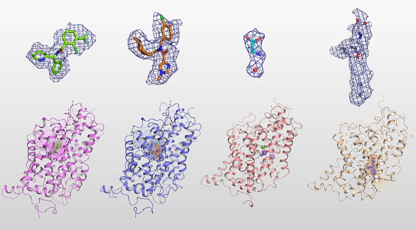 The molecular mechanisms of GlyT1 in physiology and pharmacology.jpg