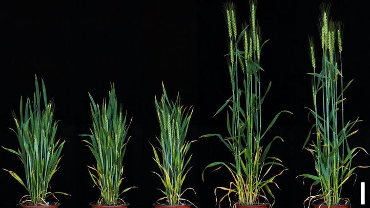 TabHLH489 and TaSnRK1α1 integrating BR and sugar signals to regulate wheat grain length