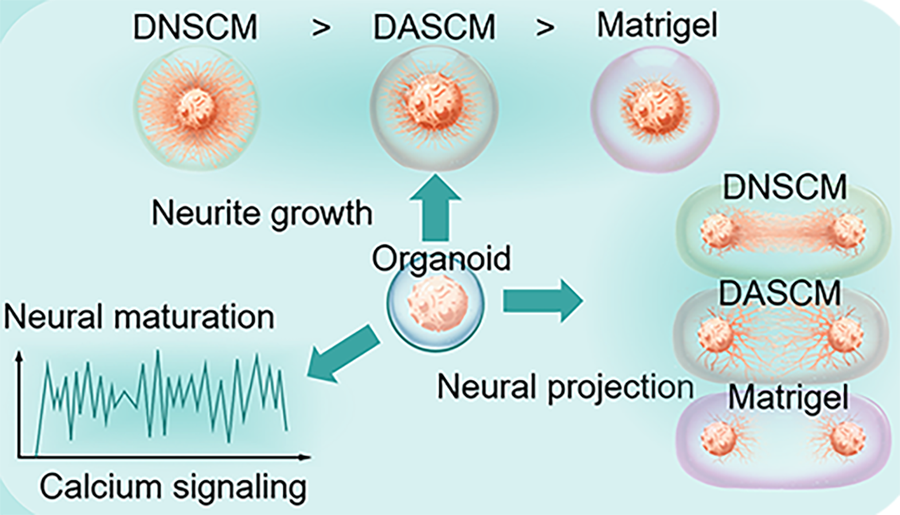 Schematic abstract of the main results of this study