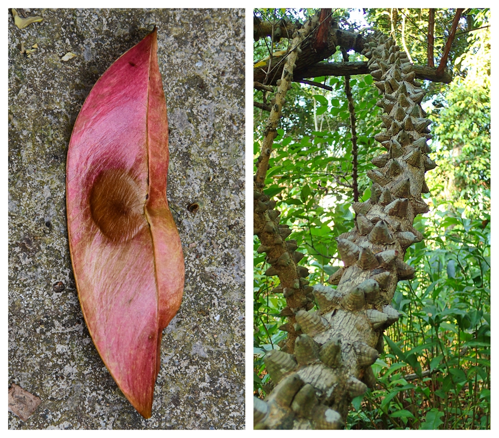 Earliest Fossil Pod of <em>Mezoneuron</em> in Asia Reported from Yunnan