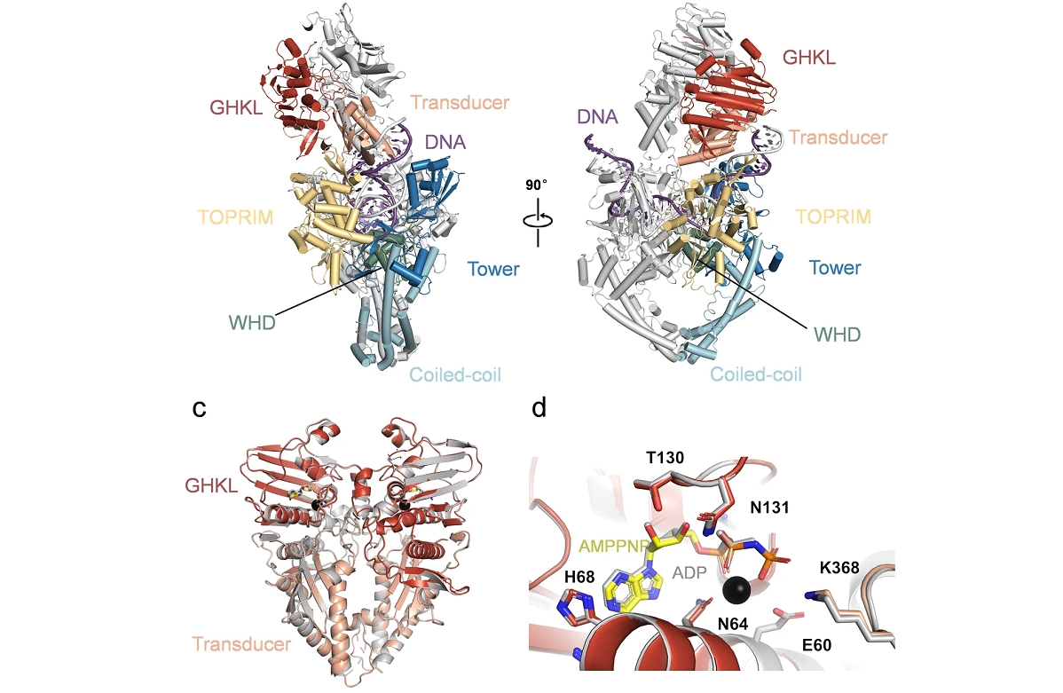 full-length cryo-electron microscopy structure of ASFV pP1192R protein