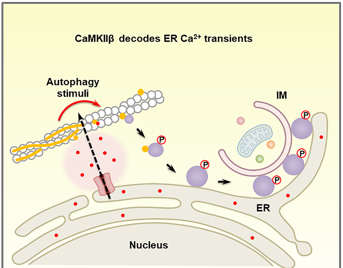 CaMKIIβ Key in Transducing Ca<sup>2+</sup> Transients to Initiate Autophagosome Formation: Study<br/>