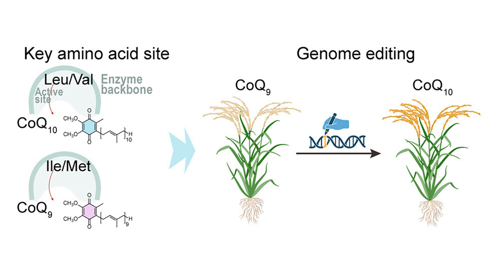 Chinese Scientists Develop CoQ<sub>10</sub>-Producing Rice with Gene Editing