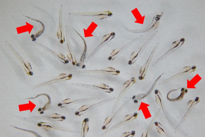 SMYD3 Regulates Antiviral Immunity Through Lysine Methylation of IRF3