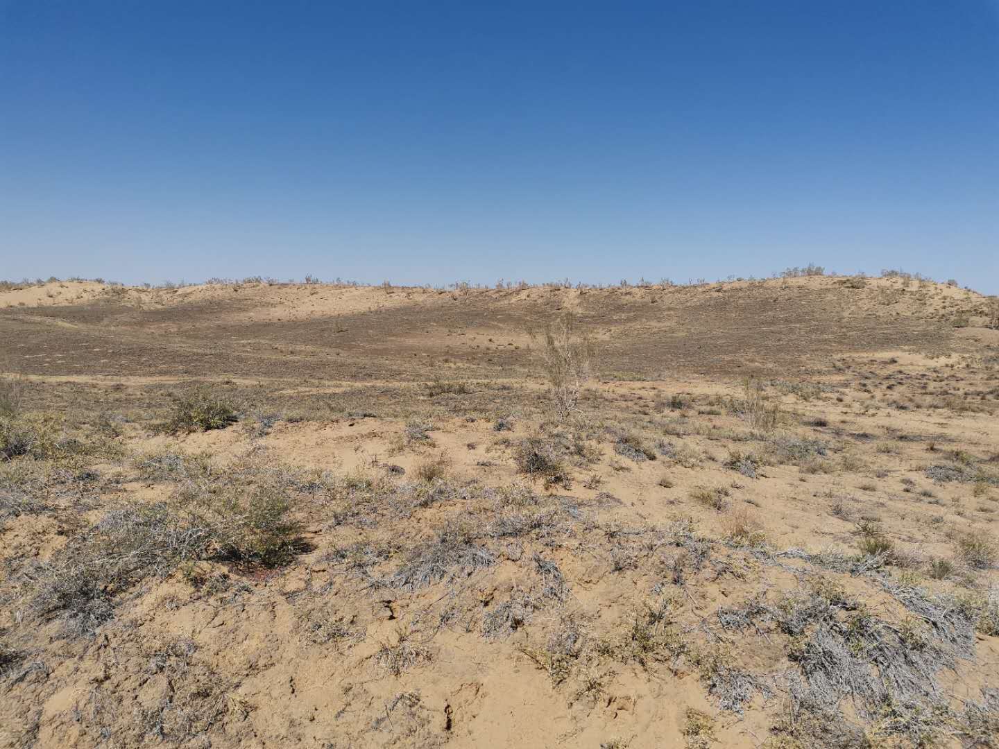 Desert Plants' Clever Survival Trick: Two Dormancy Cycles a Year Ensure Survival in Harsh Conditions