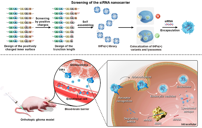 Novel Ferritin-based siRNA Delivery System Shows Promise for Targeted Glioblastoma Therapy