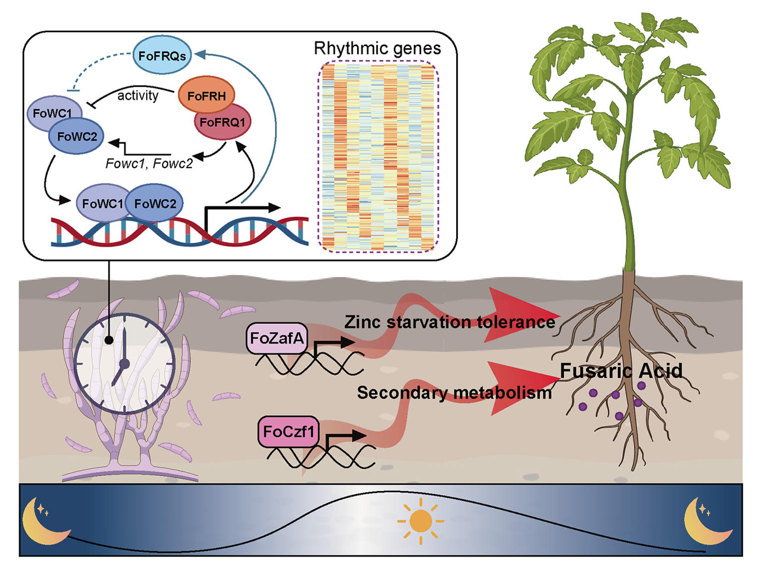Model illustrating how the endogenous circadian clock in F. oxysporum contributes to virulence and infection.png