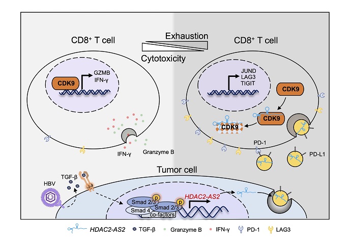 Scientists Identify lncRNA as Potential Biomarker and Therapeutic Target for Hepatocellular Carcinoma
