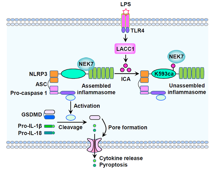 Isocyanic Acid Identified as Anti-inflammatory Metabolite