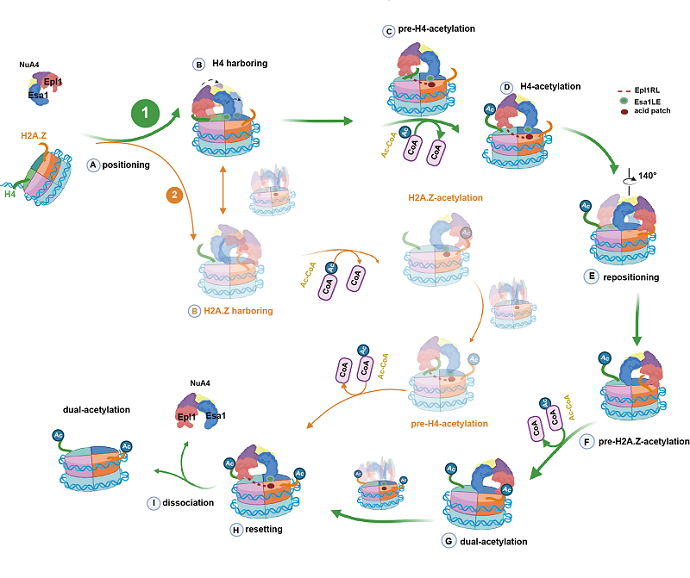 Scientists Reveal Dynamic Acetylation Mechanism of NuA4 in Yeast