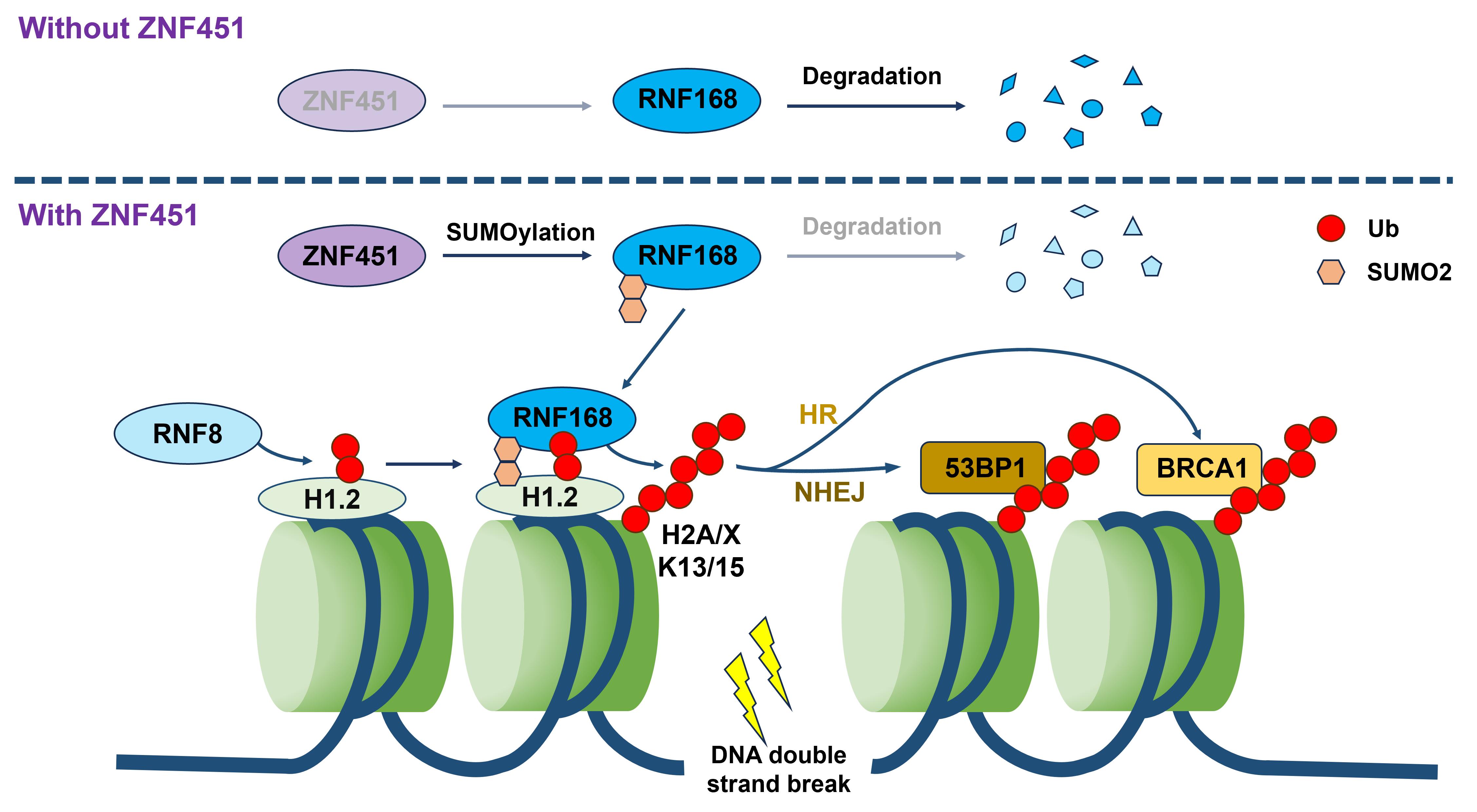 New Study Reveals Mechanism of SUMOylation in Regulating DNA Damage Repair and Radiotherapy Sensitivity