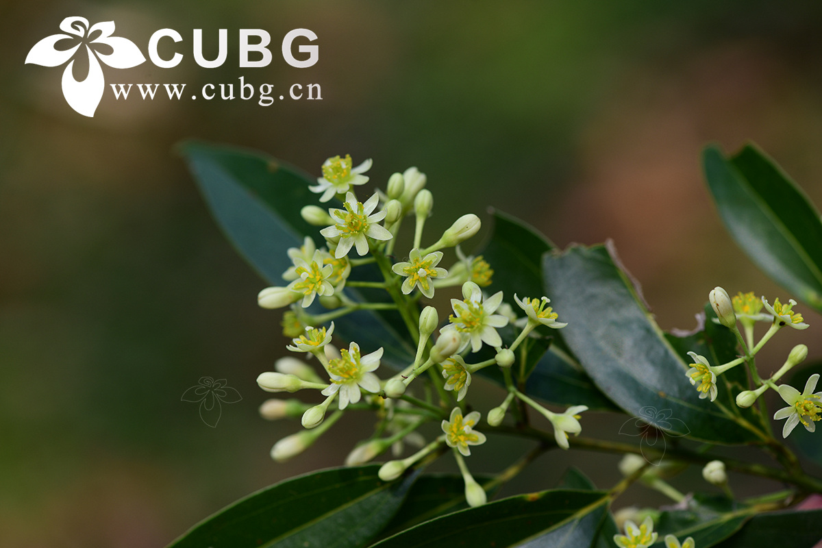 Integrating Genomics with Traditional Fieldwork and Morphology Being Essential for Lauraceae Research
