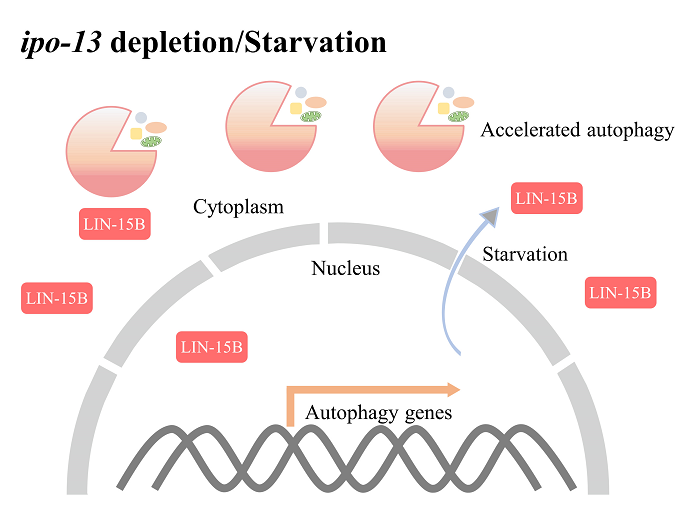 LIN-15B Unveiled as Key Transcriptional Repressor Regulating Autophagy in <em>C. elegans</em> Development