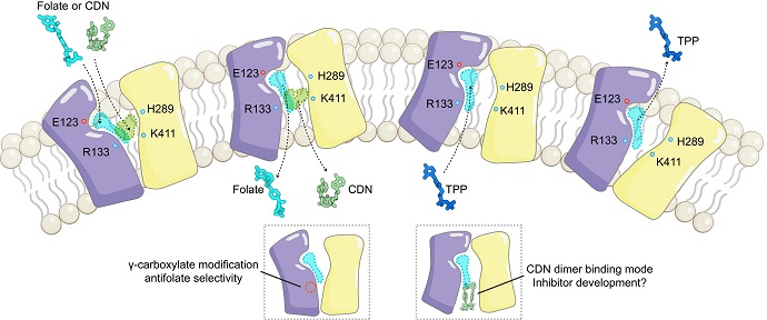 Scientists Unveil Complete Mechanism of SLC19A1 Transporting CDNs, Folates, and Antifolates