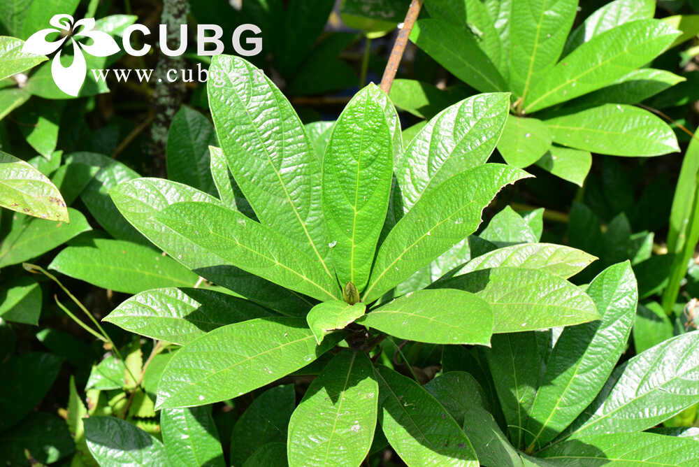 Study Reveals How Closely Related Sympatric Fig Species Diversify and Coexist&nbsp;