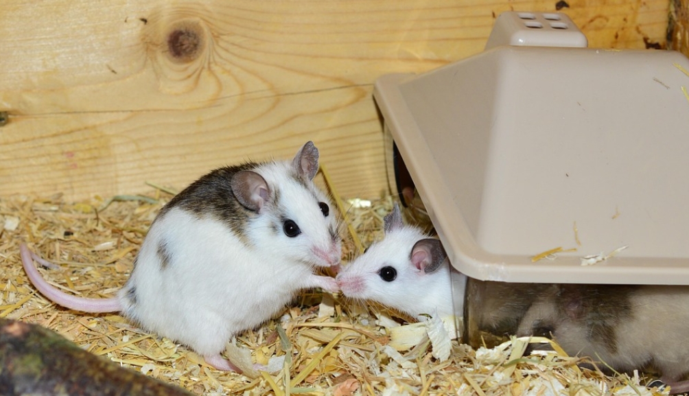 Mice Exhibit Altruistic Rescue Behavior Driven by Oxytocin