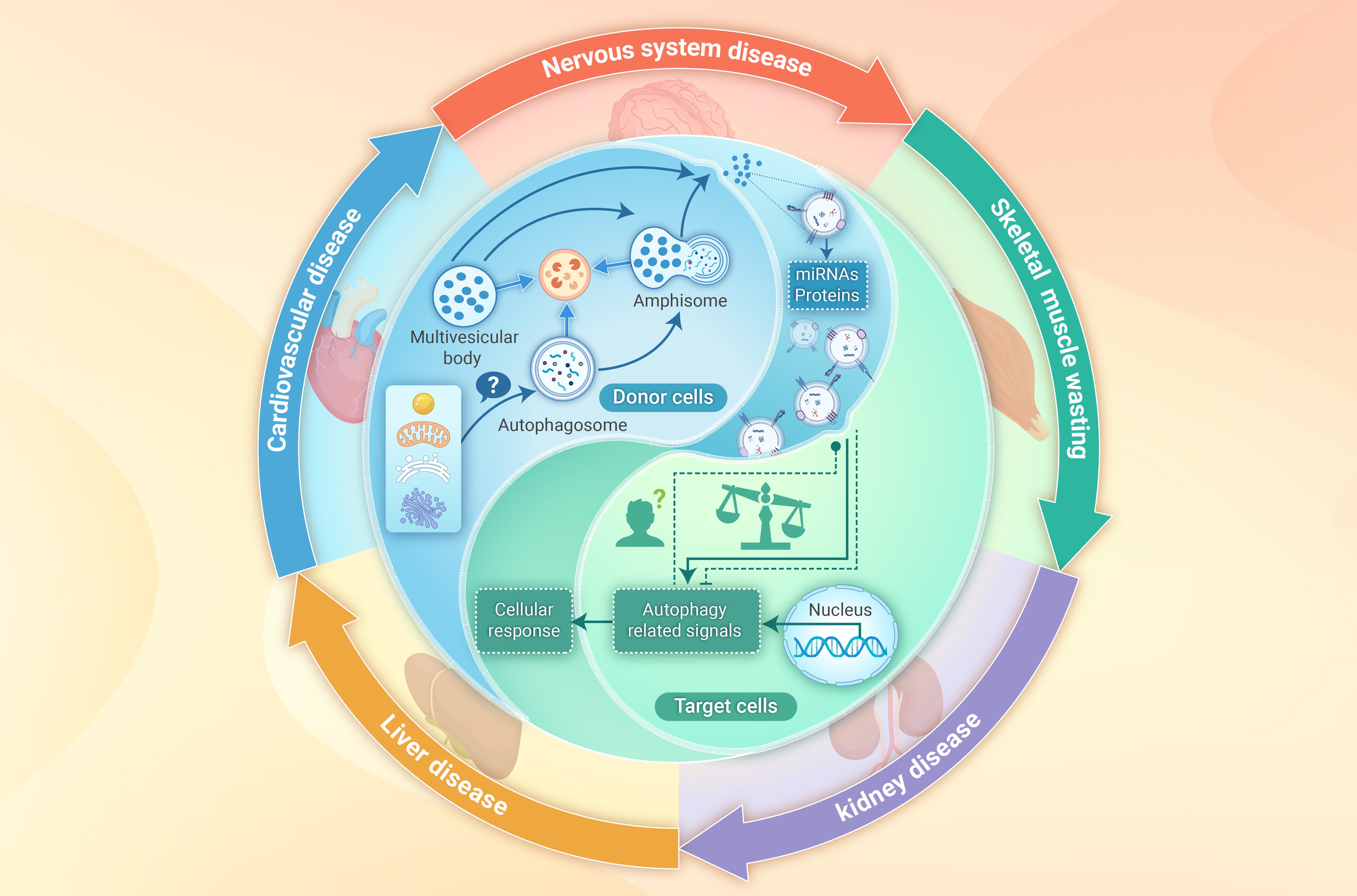 Cutting-edge Review Explores Complex Dialogue Between Exosomes and Autophagy