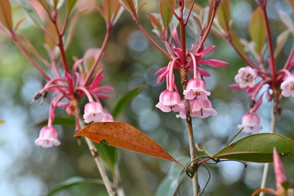 Researchers Reveal How Plants Enhance Visual Appeal of Their Nectar