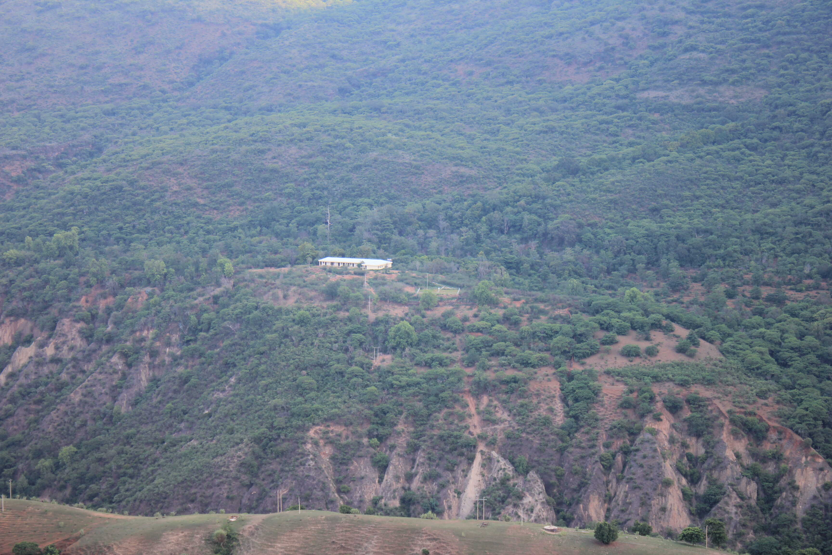 Leaf Habit and Plant Height: Key Factors Determining Tree Survival in Savannas
