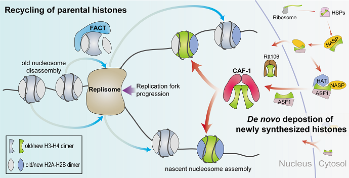 New Insights into Chromatin Inheritance Unveil Molecular Blueprint for Nucleosome Assembly During DNA Replication