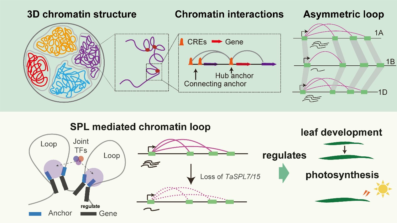 New 3D Genome Mapping Technology Sheds Light on How Plants Regulate Photosynthesis