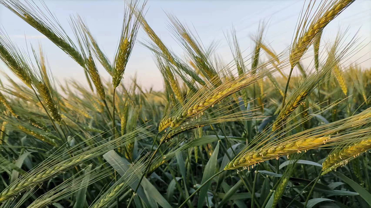 Scientists Reveal Gene Pairs Conferring Resistance to Wheat Diseases