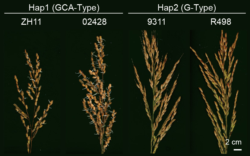 Researchers Unveil Translational Mechanism during Seed Germination