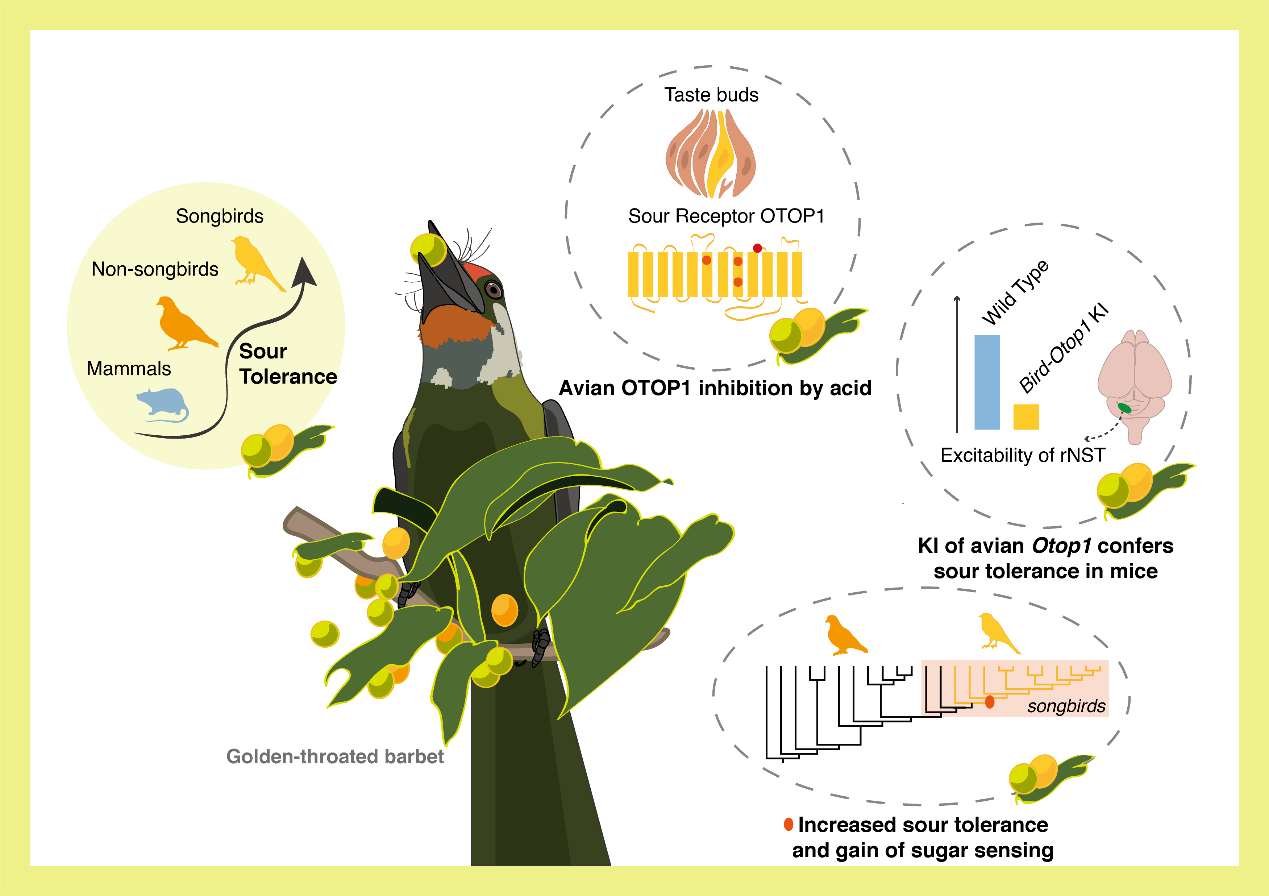 Study Reveal Molecular Evolution of Sour Tolerance in Birds