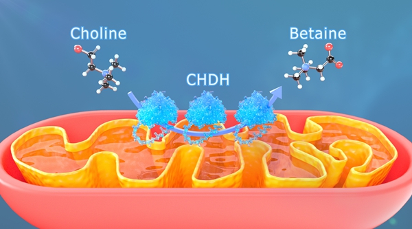 Scientists Decode Exercise's Anti-Aging Secret: Kidney-Generated Betaine Paves Way for 'Exercise-in-a-Pill'