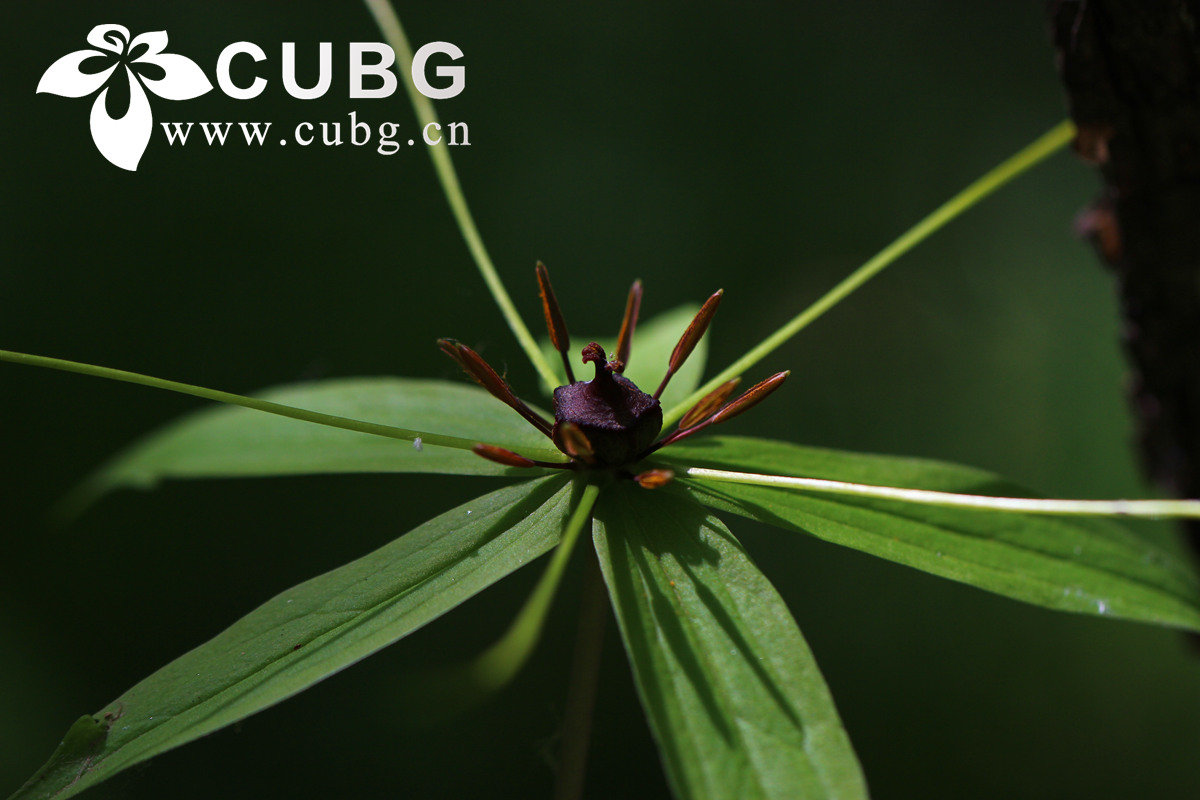 How <em>Paris polyphylla</em> Boosts Production Under Drought Stress