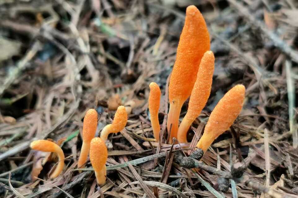 Fungus Drives Increased Feeding in Caterpillars to Favor Its Own Fruiting