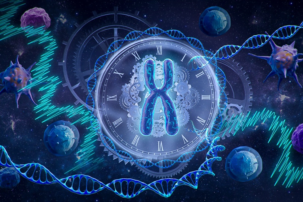 Anti-Müllerian Hormone Signalling Sustains Circadian Homeostasis