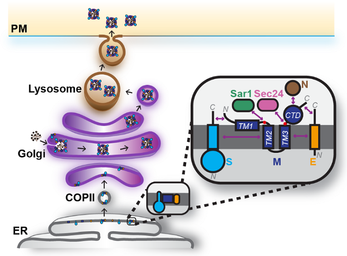 M Protein Topology Holds the Key to SARS-CoV-2 Assembly and Replication