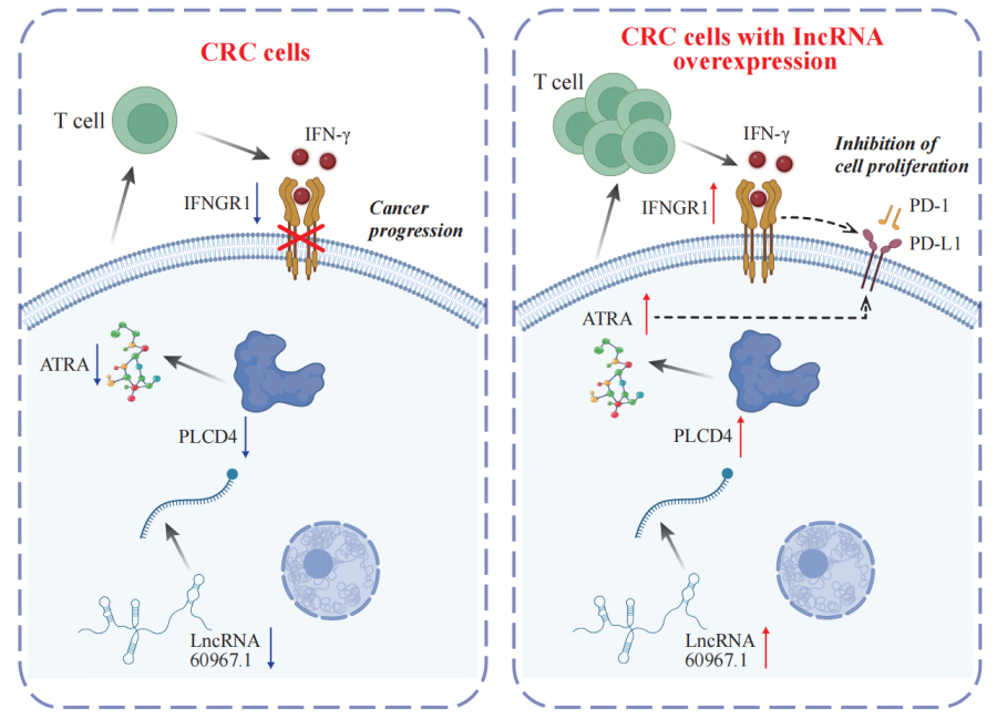 Study Uncovers Key RNA-driven Network Behind Colorectal Cancer Progression and Immune Resistance