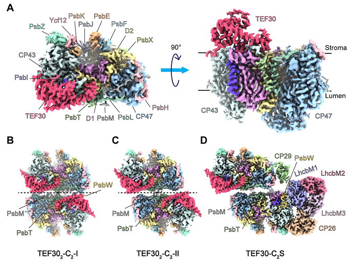Scientists Reveal Structural Mechanism Behind Photosystem II in Green Algae