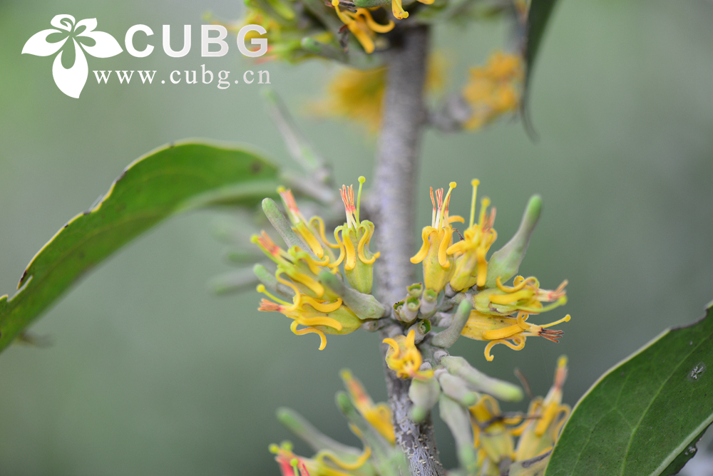 Study Reveals Survival Secrets of Mistletoes in Drought Environment