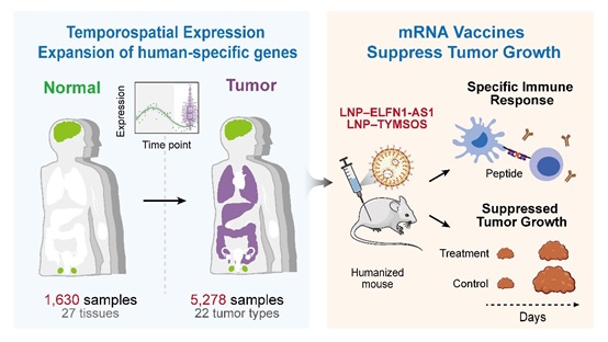 Evolution's Gamble: Human-Specific Genes That Shaped Human Intelligence May Fuel Cancer