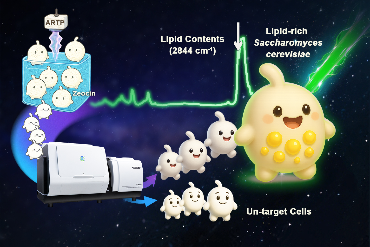 Researchers Identify Yeast Mutant for Enhanced Omega-7 Fatty Acid Production