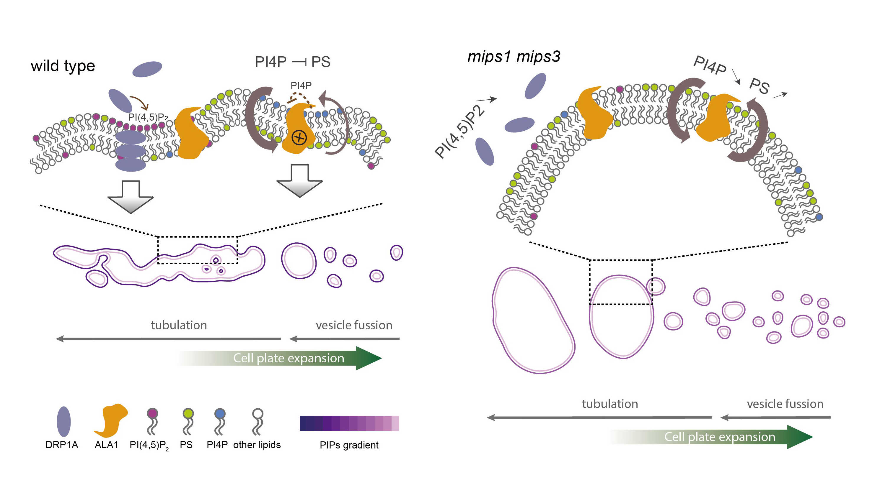 Scientists Reveal How Phosphatidylinositides Regulate Cell Plate Morphology Transition During Cytokinesis