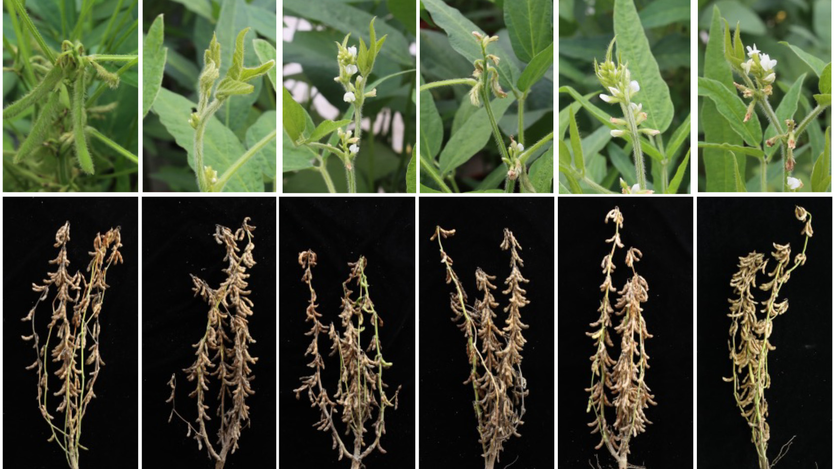 Chinese Researchers Uncover Genetic Module Regulating Soybean Seed Traits