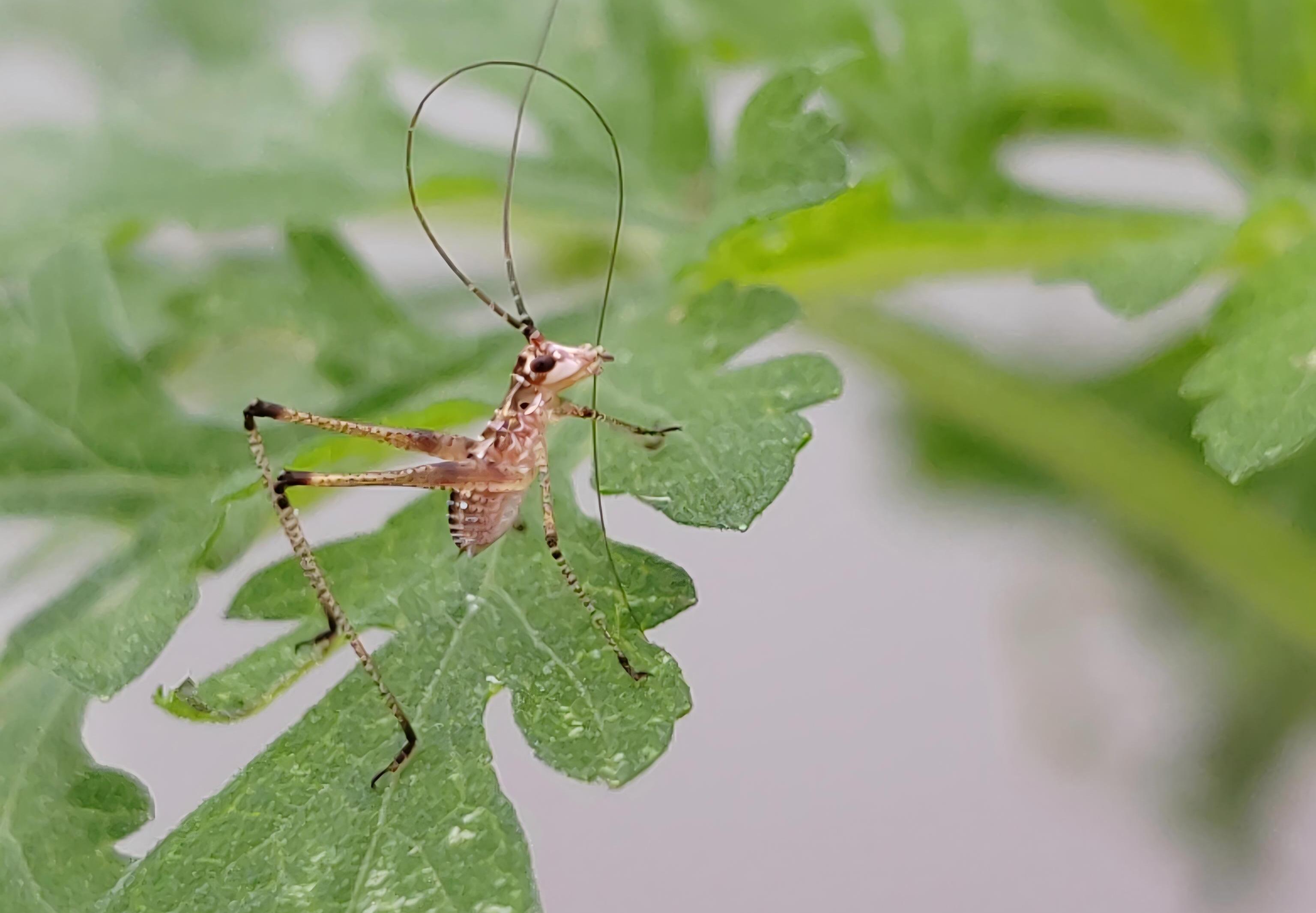 New Study Finds Plants Adopt 