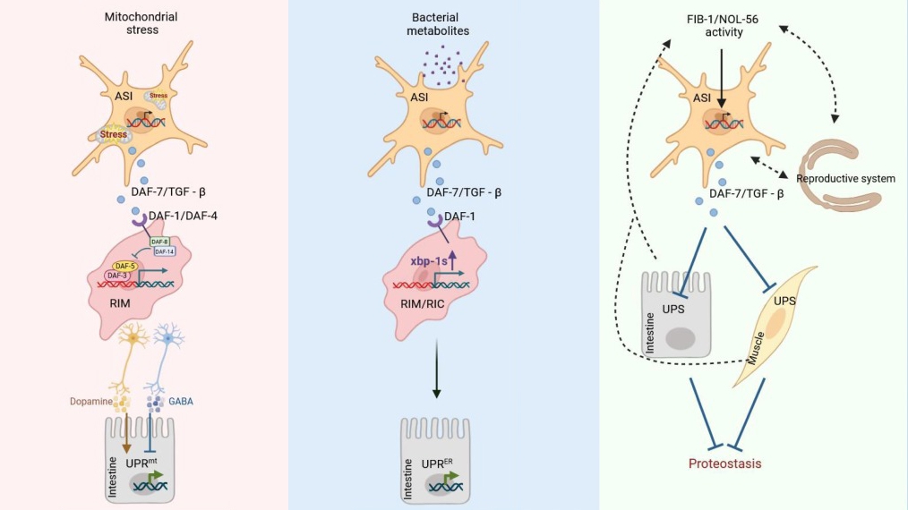 TGF-β Signaling Acts as Organismal Proteostasis Regulator