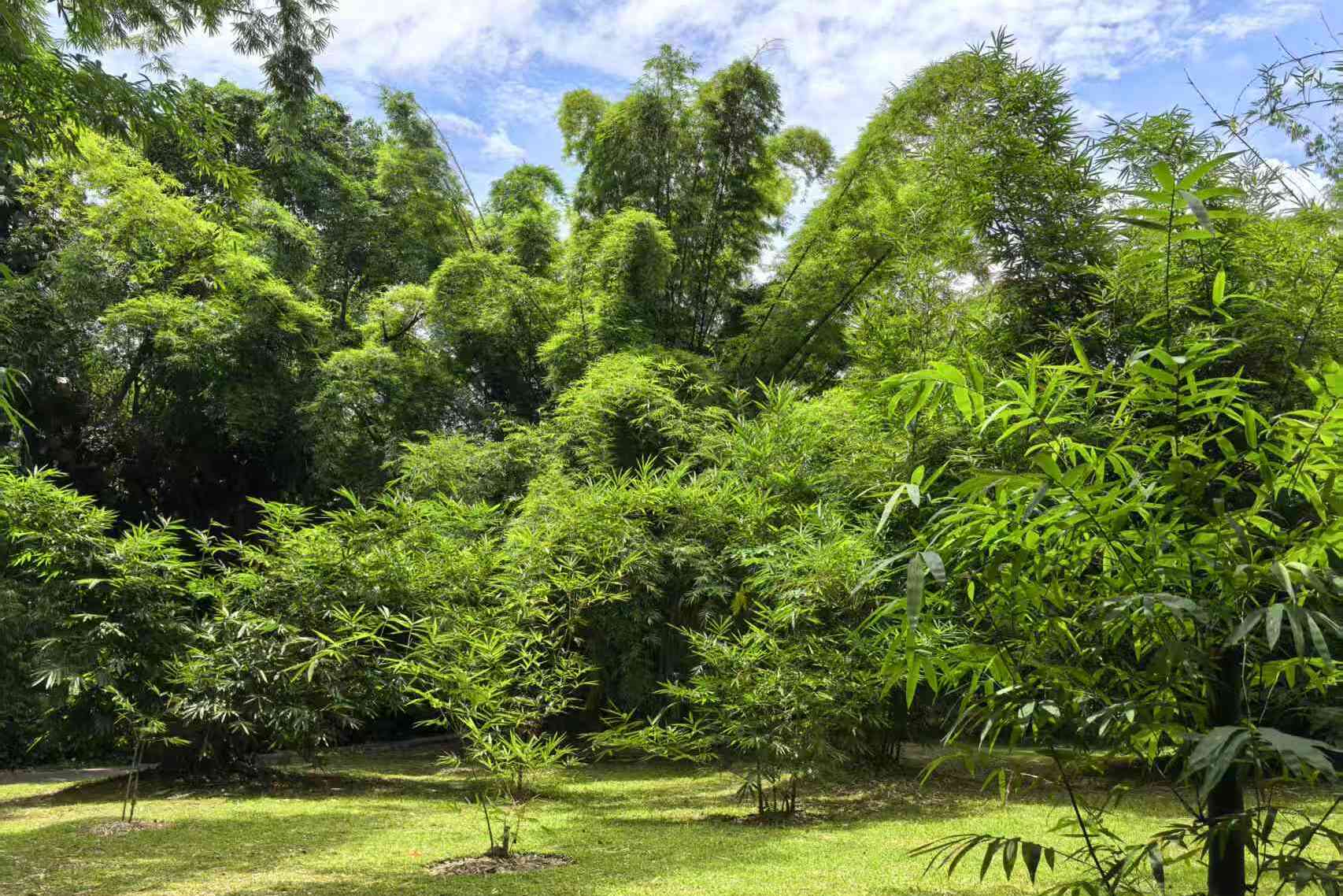 How Do Bamboo Leaves Curl to Conserve Water During Drought?