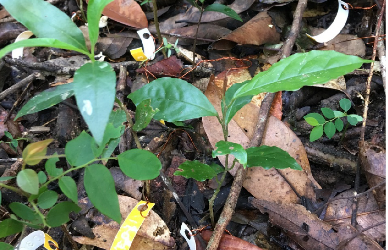 How Does Neighbor Density Affect Seedling Survival in Tropical Trees and Lianas?