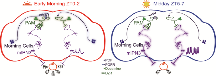 Scientists Discover How Internal Central Clock of the Brain Controls Rhythmic Foraging