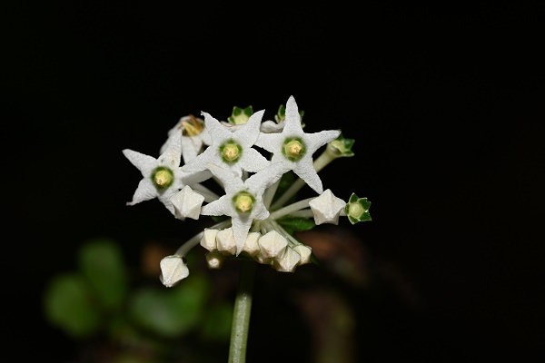 New Perennial Herb Species Found in Southern Myanmar