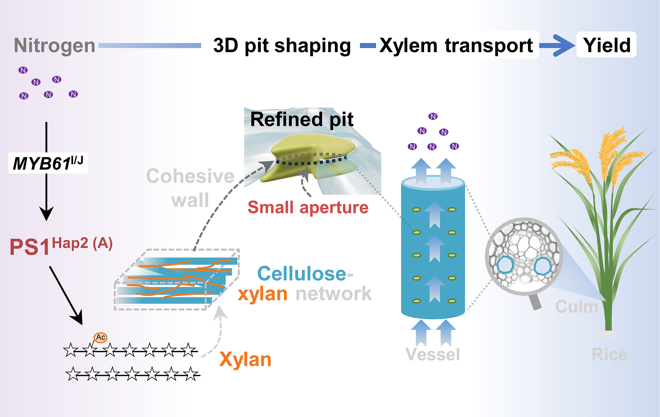 Researchers Reveal Pit-Shaping Module Sustaining Xylem Hydraulics and Rice Grain Yield