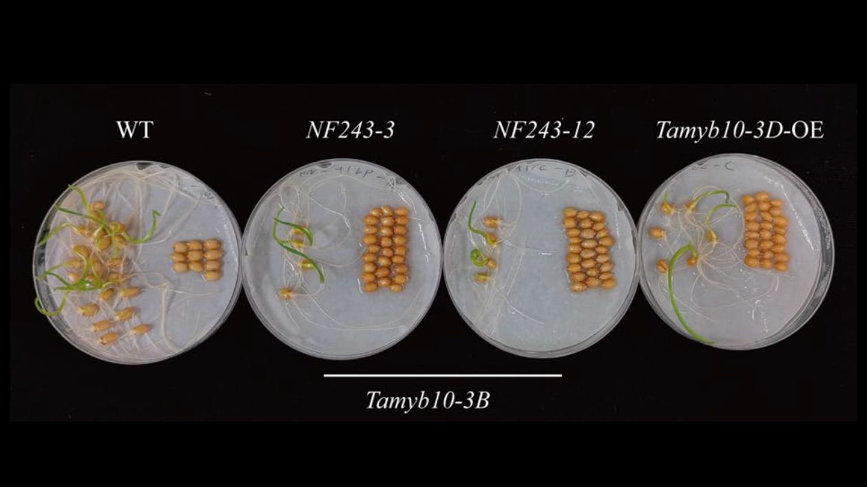 Researchers Reveal Genetic Mechanisms of Antagonistic Selection between Seed Dormancy and Size Traits in Wheat
