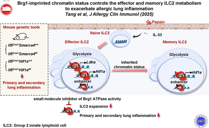 Researchers Reveal Epigenetic Mechanisms Regulating ILC2 Memory and Asthma Recurrence